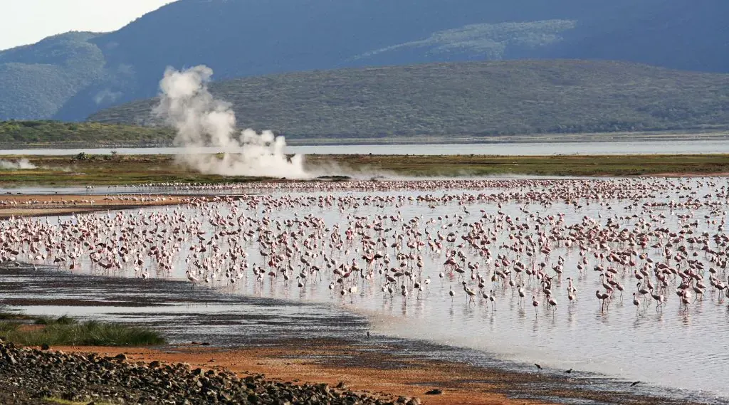 LAKE BOGORIA NATIONAL RESERVE, Kenya safari destination