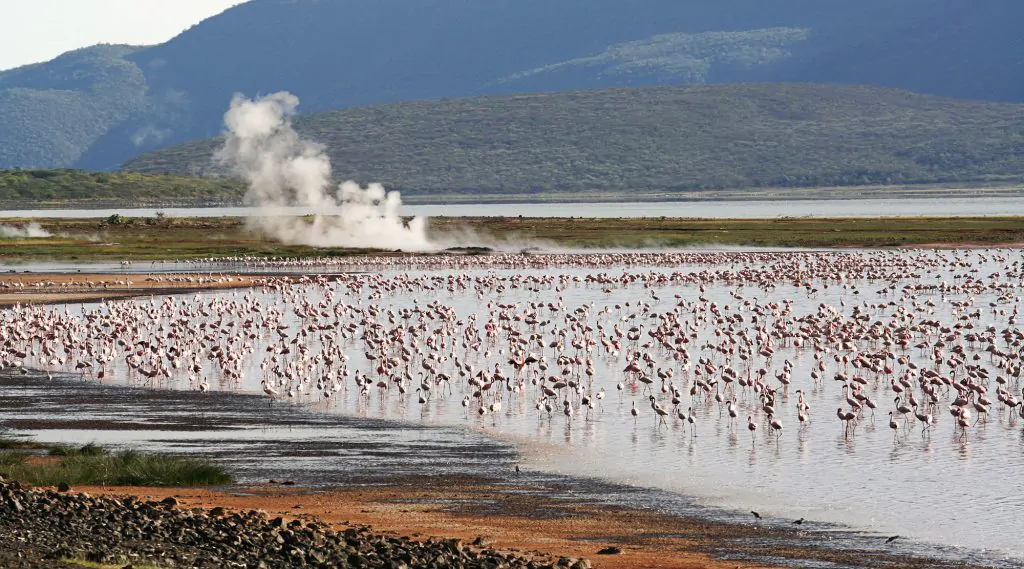 Ilmoran Safaris LAKE BOGORIA NATIONAL RESERVE Safari – Discover the surreal beauty of Lake Bogoria National …