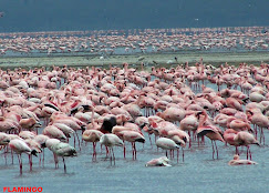 Lake Nakuru National Park
