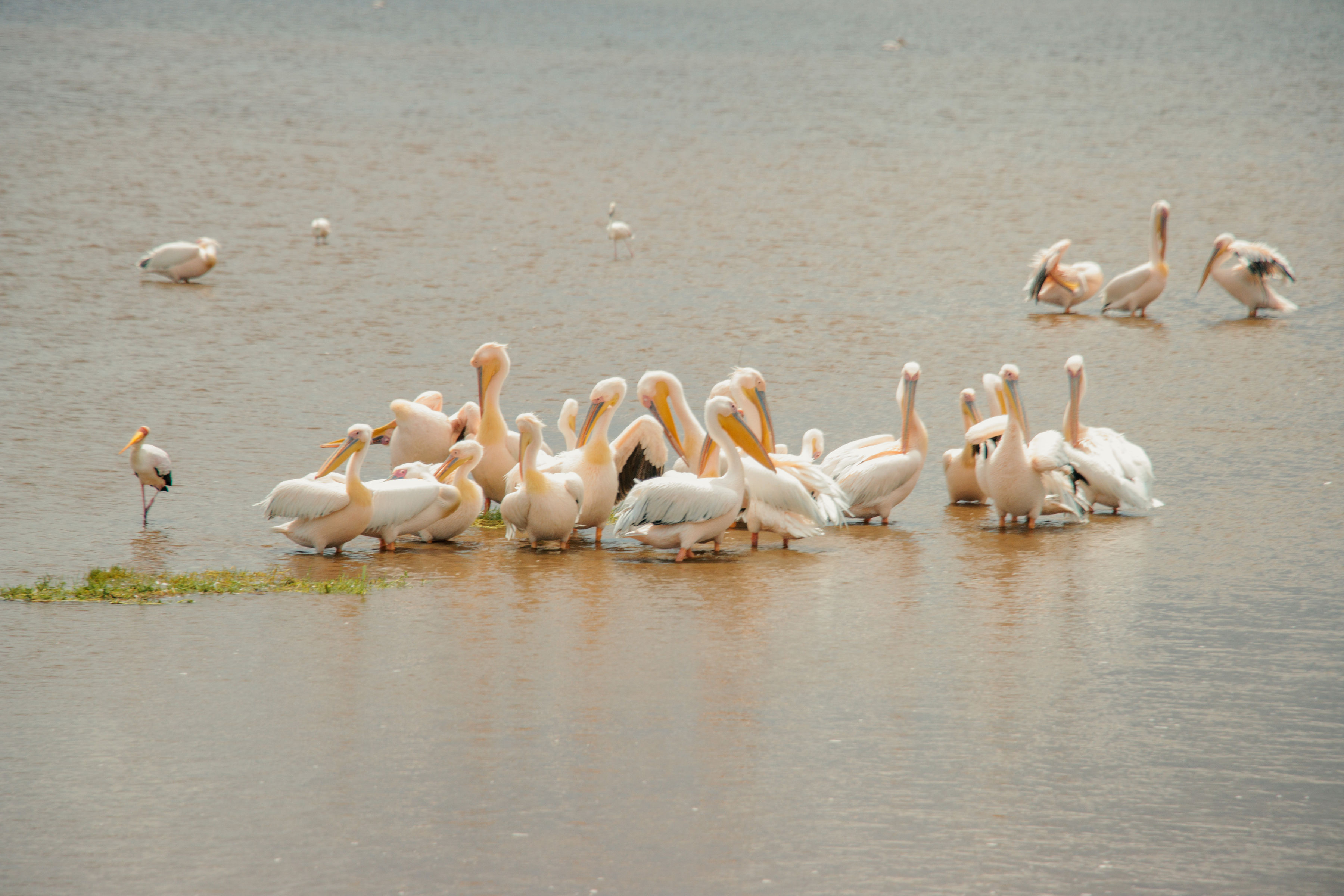 Lake Nakuru flamingos