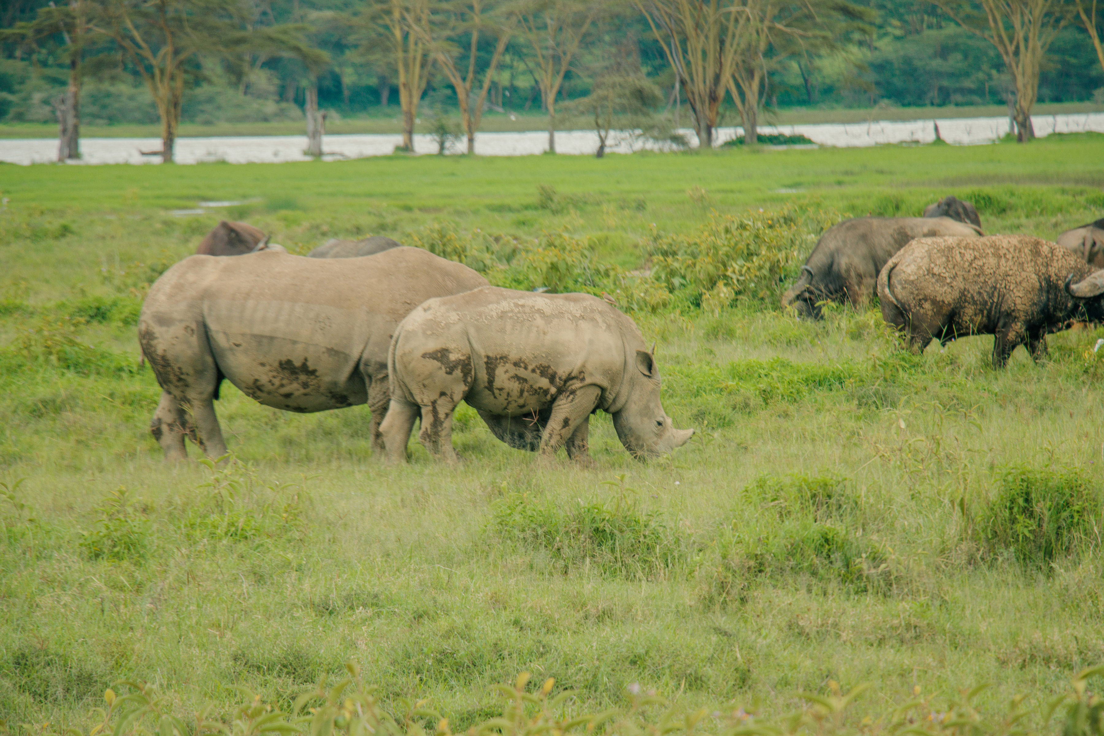 Nakuru adventures
