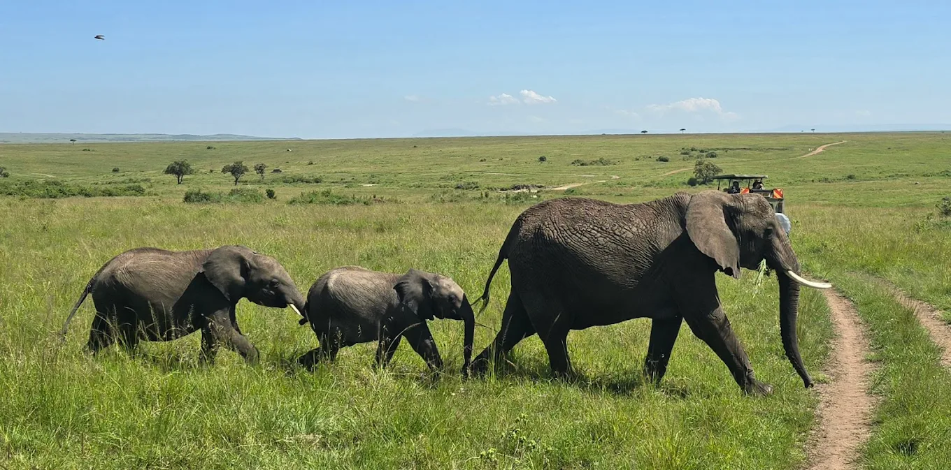 elephants